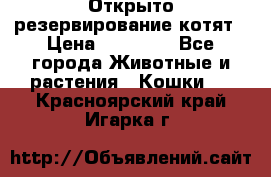 Открыто резервирование котят › Цена ­ 15 000 - Все города Животные и растения » Кошки   . Красноярский край,Игарка г.